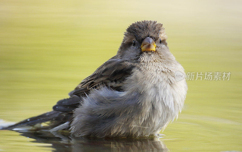 家麻雀(Passer domesticus)女洗澡